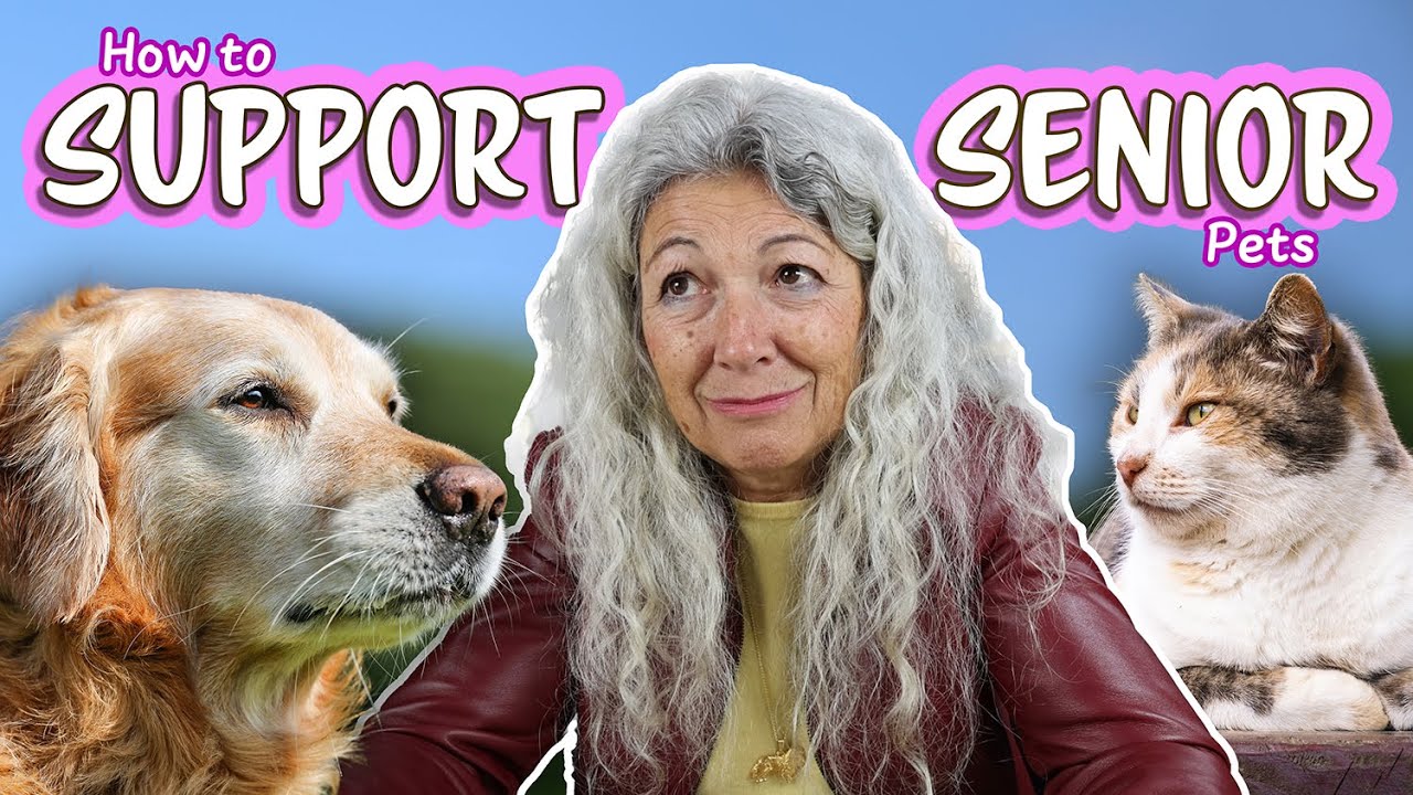 How to Support Your Senior Pets