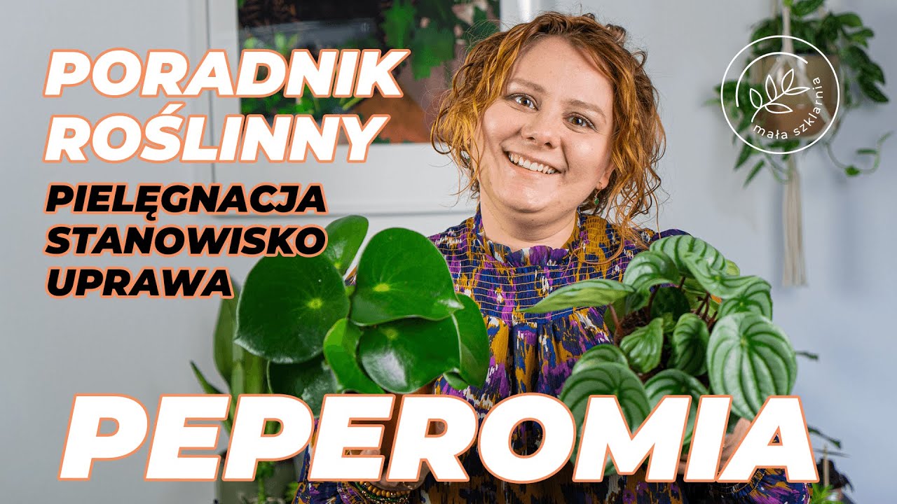 PEPEROMIA - pielęgnacja, podlewanie, czyli JAK DBAĆ&nbsp;o peperomię