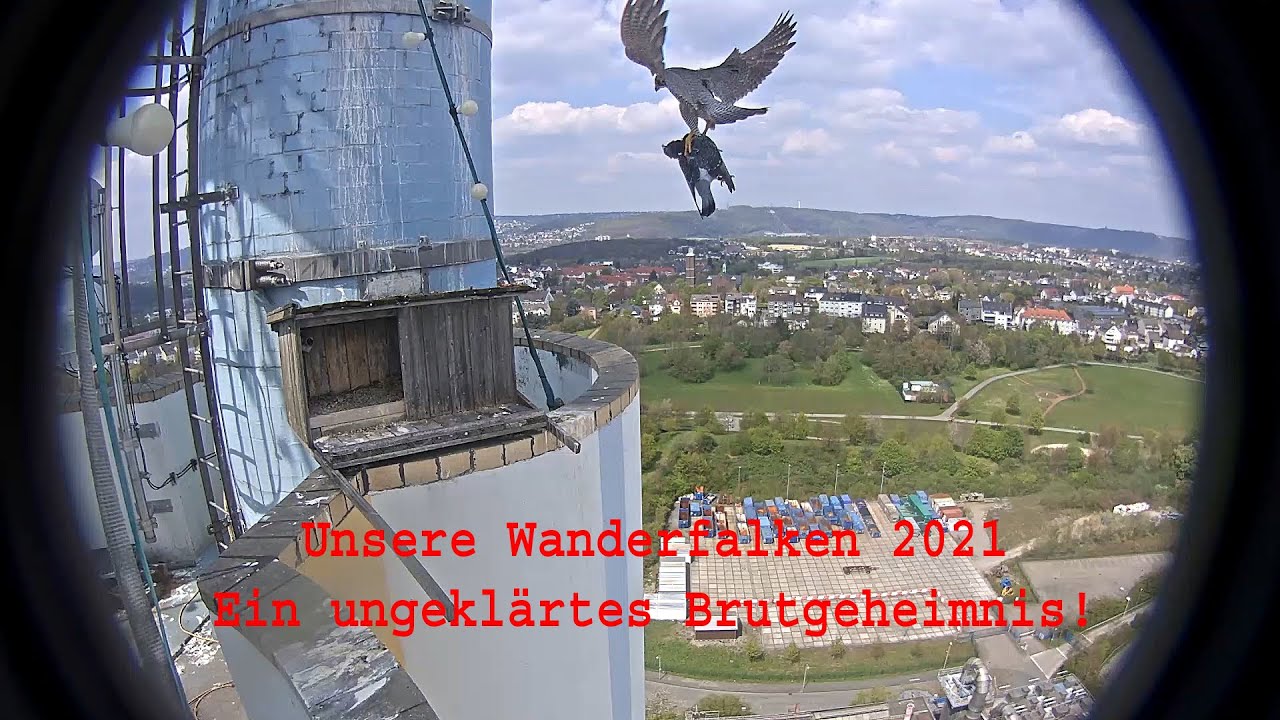 Wanderfalke 2021 Hagen Fortsetzung von 2019 und 2020 auf der MVA   www.kopter-hagen.de