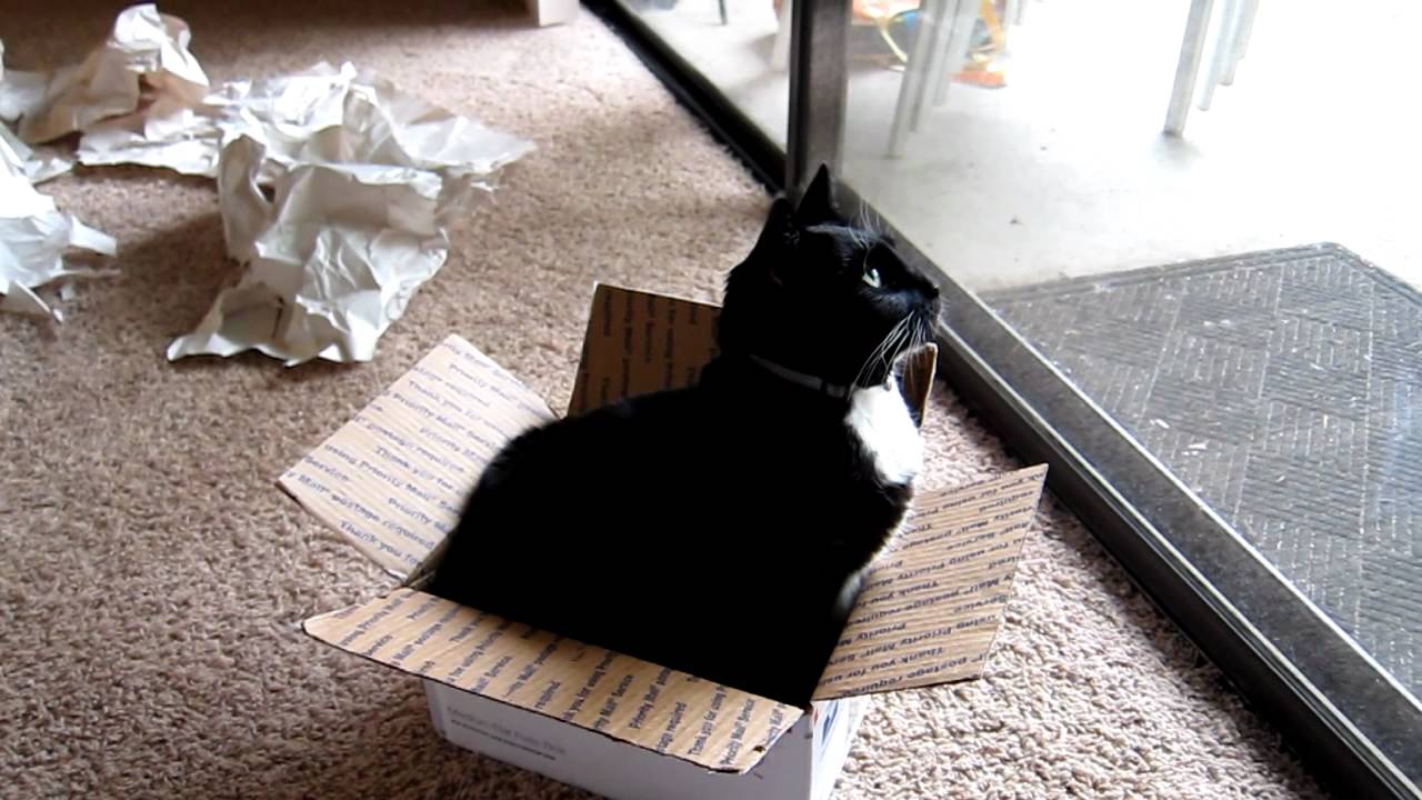 Ici Sits In Box While Rabbit Tears Paper