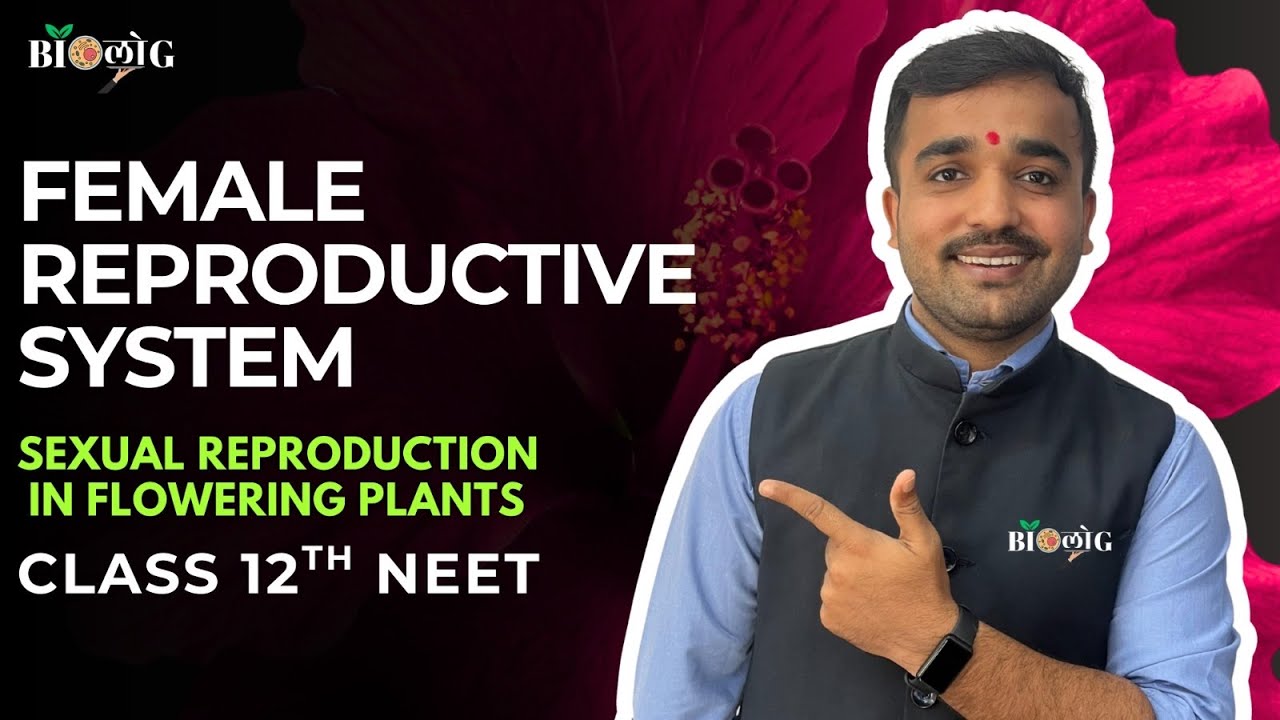 Female Reproductive System I Sexual Reproduction in Flowering Plants I 12TH NCERT NEET #biologkgsir