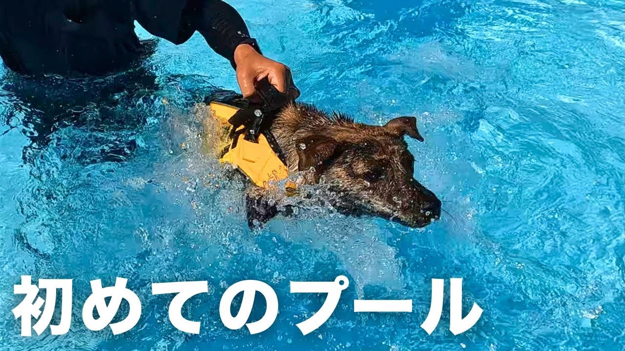 【犬連れ旅行】野犬の子を初めてドッグプールに連れて行ったら、大パニックになってしまいました･･･【保護犬】【雑種犬】