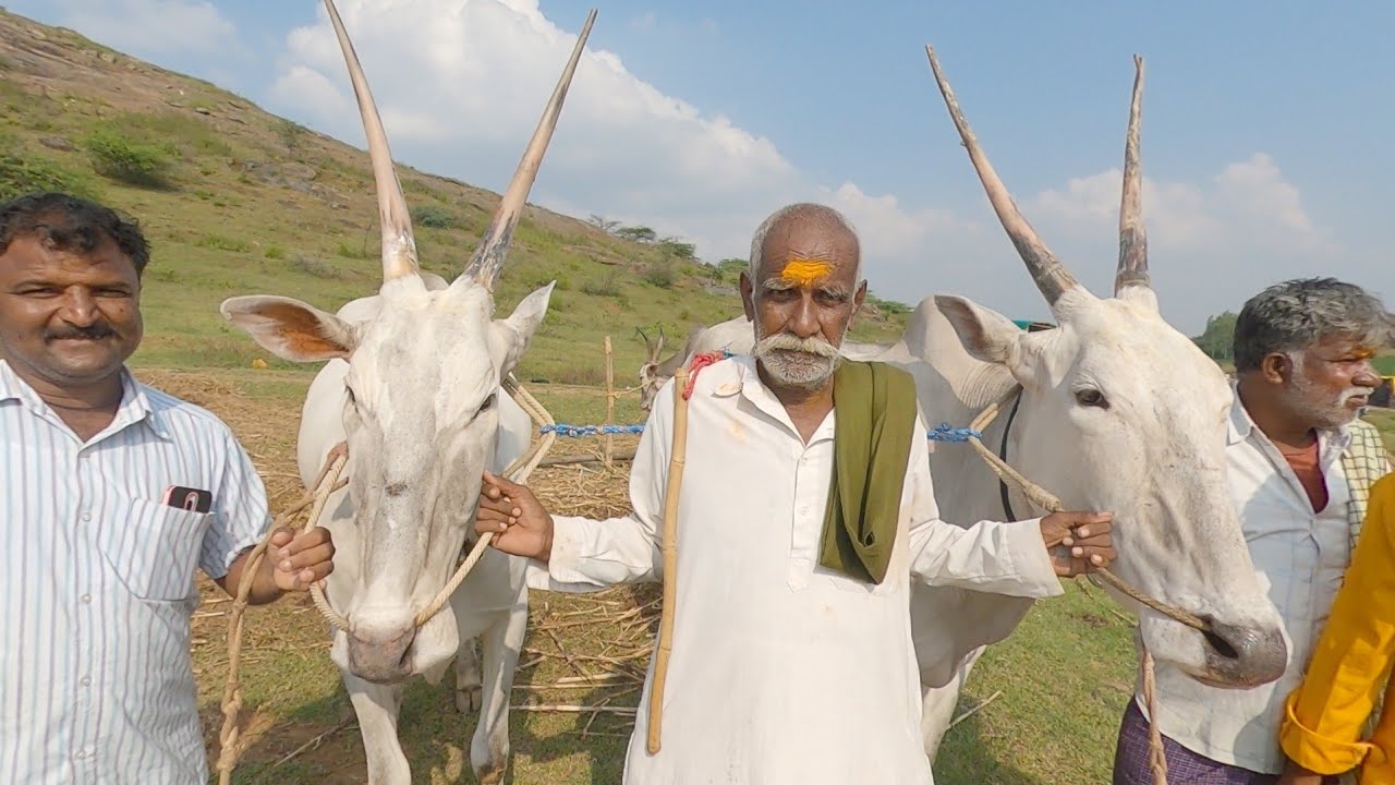 6 teeth bullocks of Ranebennur cost 2.5 lakhs