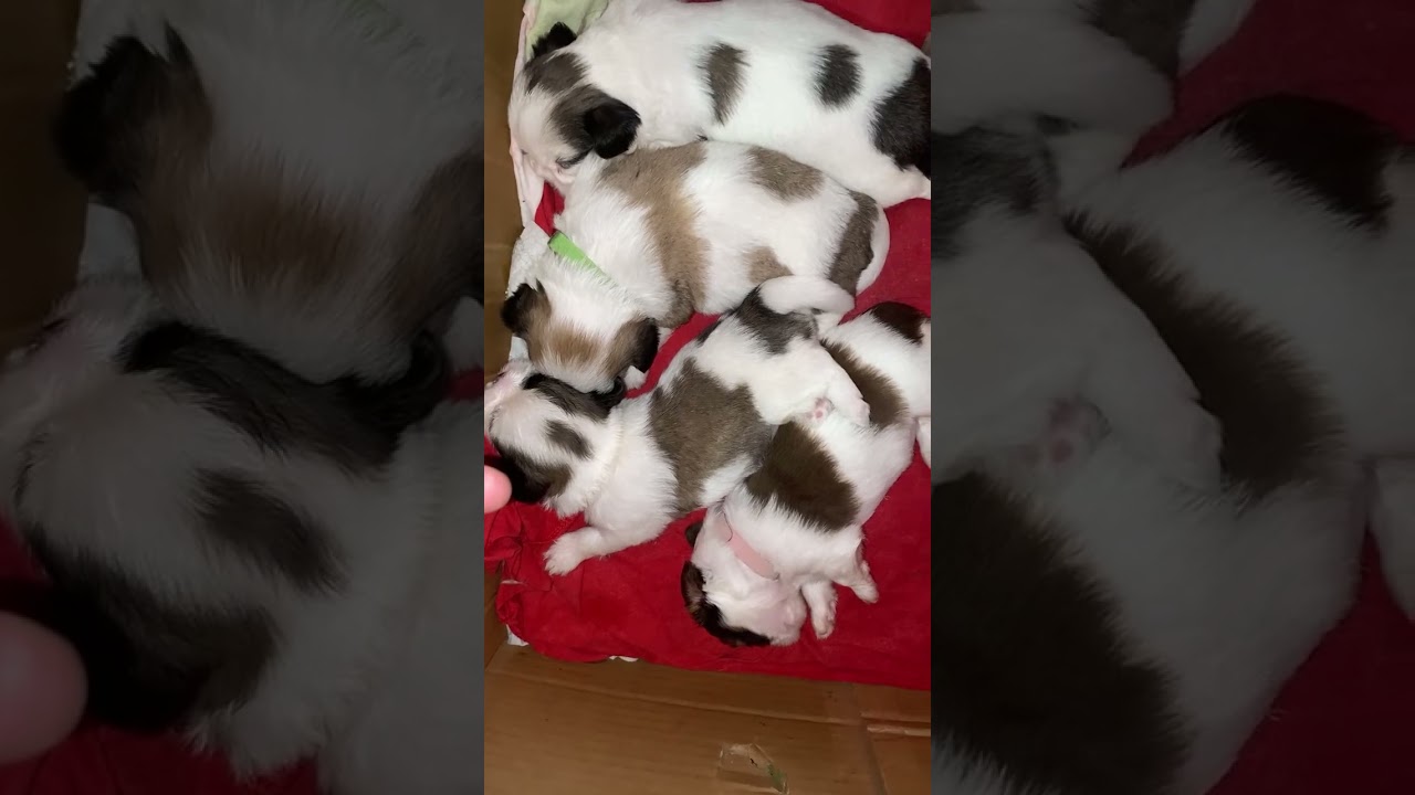 Highlight 2:36 - 7:35 from Puppy update