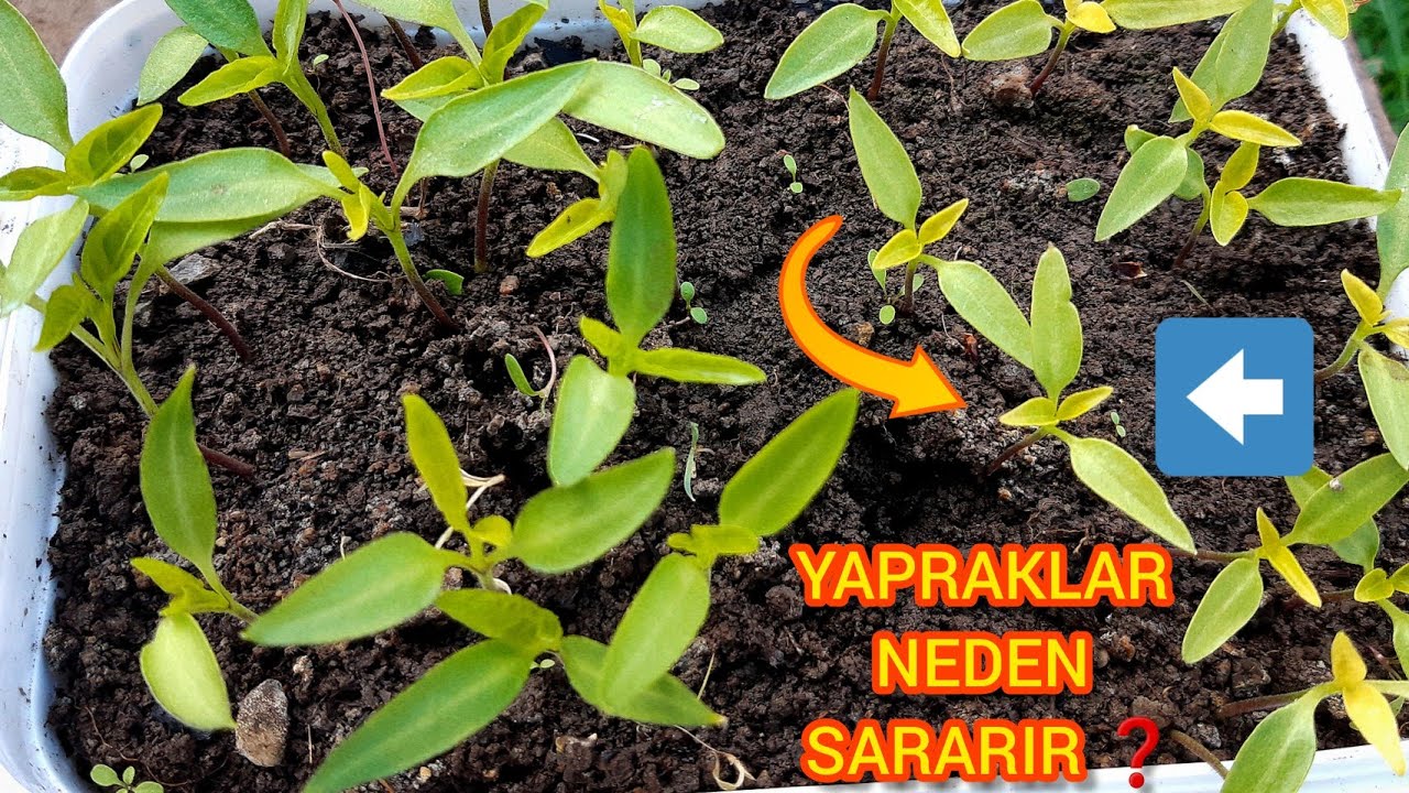 FİDELERİNİN YAPRAKLARI NEDEN SARARIR Ve BÜYÜMEZ 🌱Fideleri Büyüten Mükemmel Tüyolar🌿