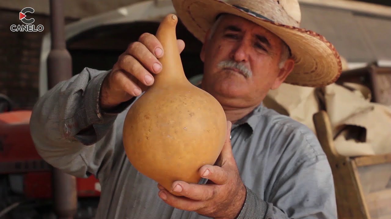 Bule, Guaje o Tecomate; Artesanía Sinaloense!