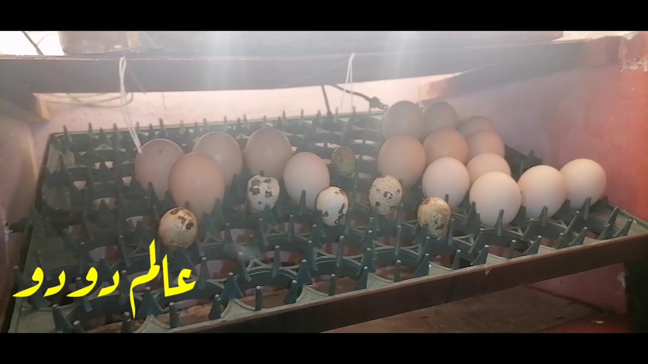 حل مشكلة التهويه داخل الفقاسه وعلاج مشكله اختناق الكتكوت كلام مهم جدا#الجزء الثاني