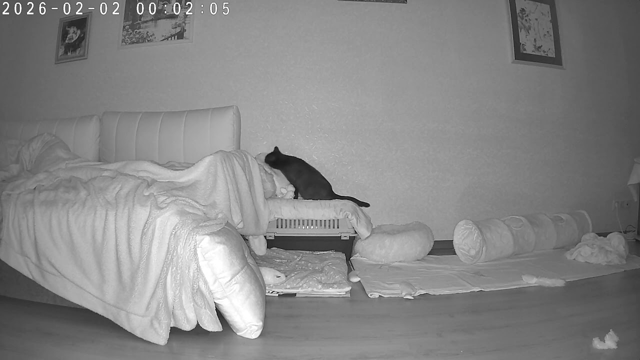 Я тебе НЕ МЕШАЮ? 😁🐈‍⬛ #lerako #cat  #красиваякошка #night #иллюзия #space #beautiful #кошки 
