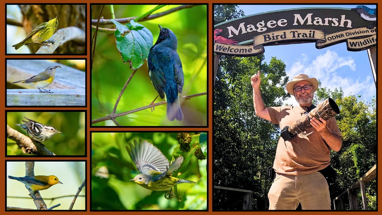 Magee Marsh for Fall Warblers?  Oh, Yeah!  Searching for autumn migrants at the Warbler Capital!