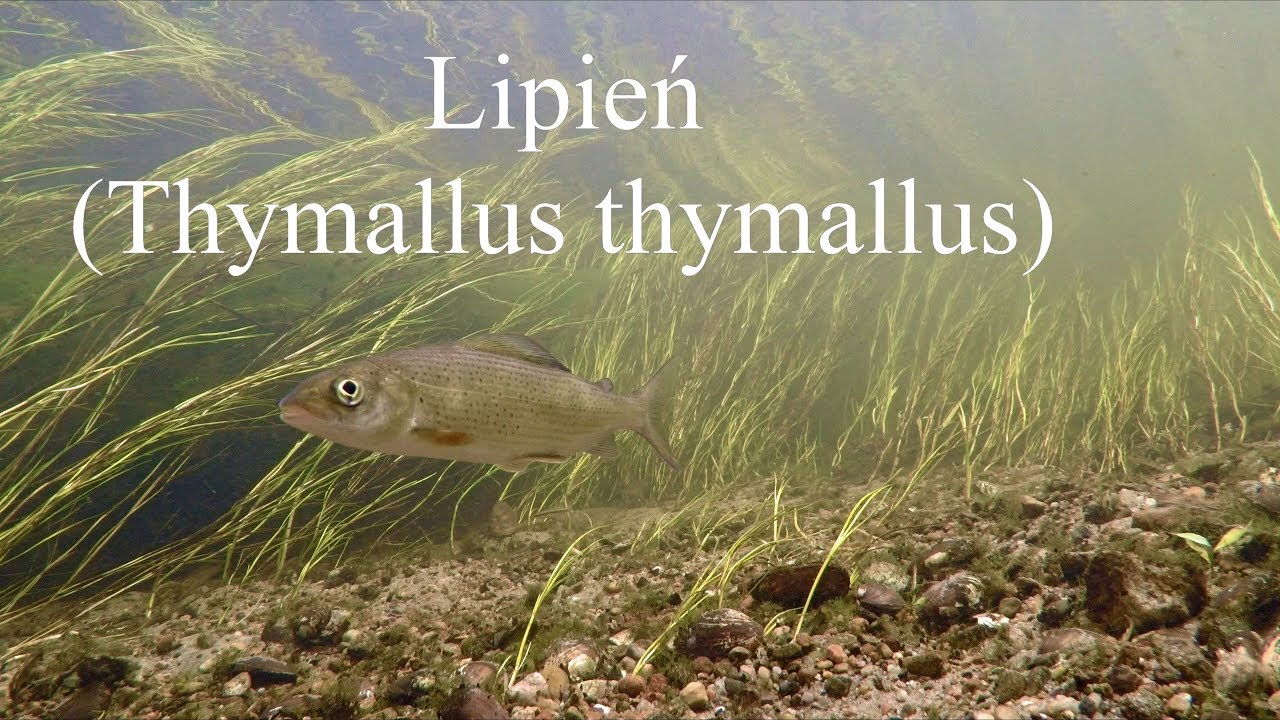 Lipień pospolity (Thymallus thymallus). Grayling
