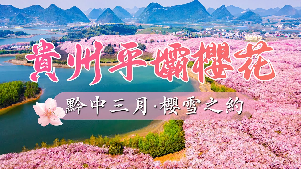 【2分鐘看貴州】在萬畝櫻花海裡迷路，在千戶苗寨燈火中沉醉，最適合春天去的城市，貴州9天全包夢幻之旅：櫻花、瀑布、古城、溫泉一次解鎖