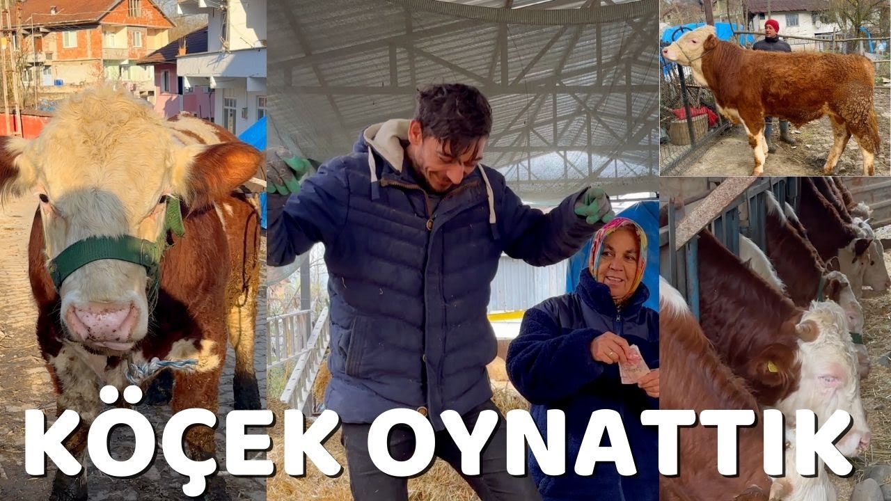 SAMAN İŞLERİ - PAŞANIN SON HALİ - YENİ ALINAN HAYVANLAR  - KÖÇEK OYUNU