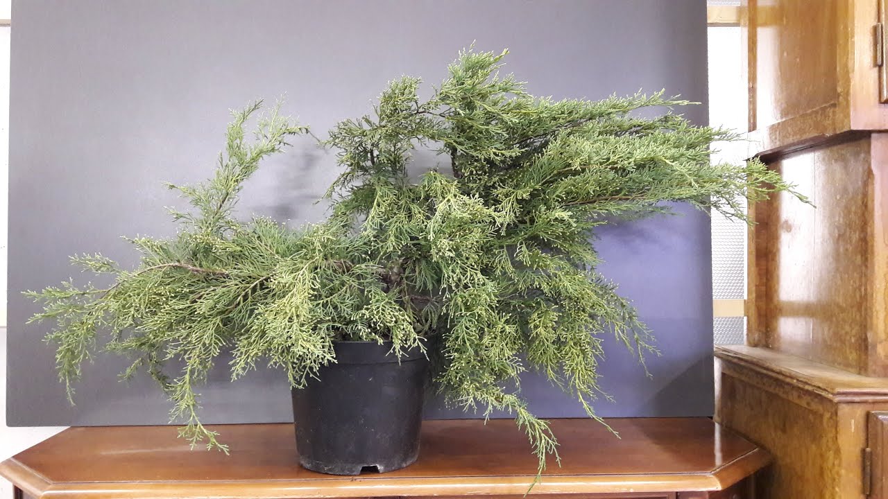 Materiale di partenza bonsai