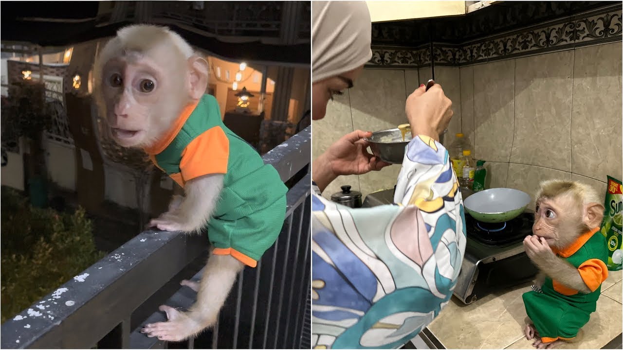 Mommy panicked when she saw Baby Monkey Alpha being hit by a hot frying pan in the kitchen