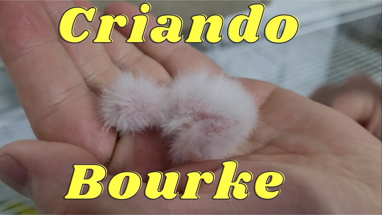 Criando Bourke!!@