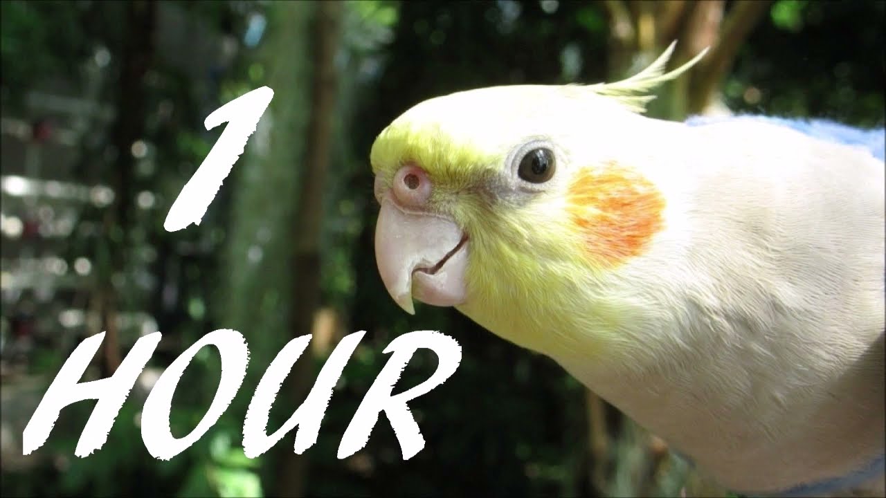 Cockatiel Sound, 1 Hour Companion for Cockatiels