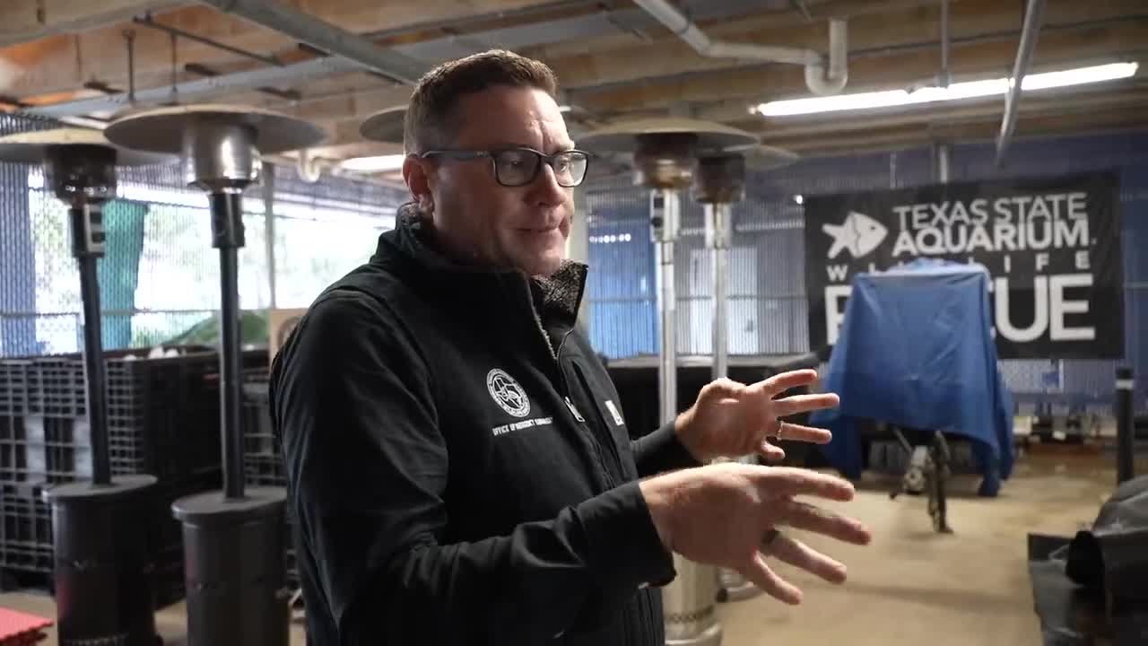 Major cold-stunning event expected to impact thousands of sea turtles in South Texas
