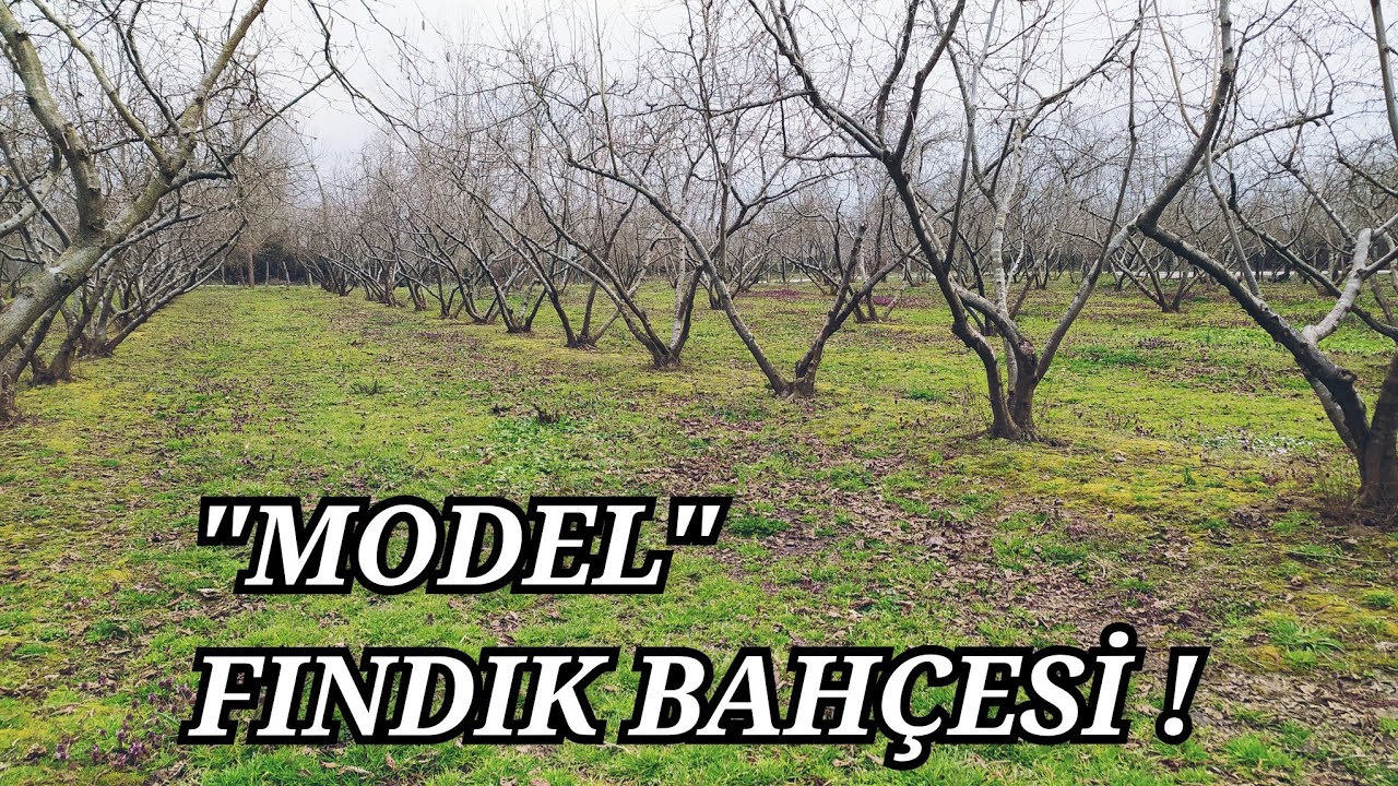 Mükemmel UÇ BUDAMA yapılmış ÖRNEK FINDIK BAHÇESİ❗Ferrero Değerli Tarım Projesi Bakım Yöntemleri !
