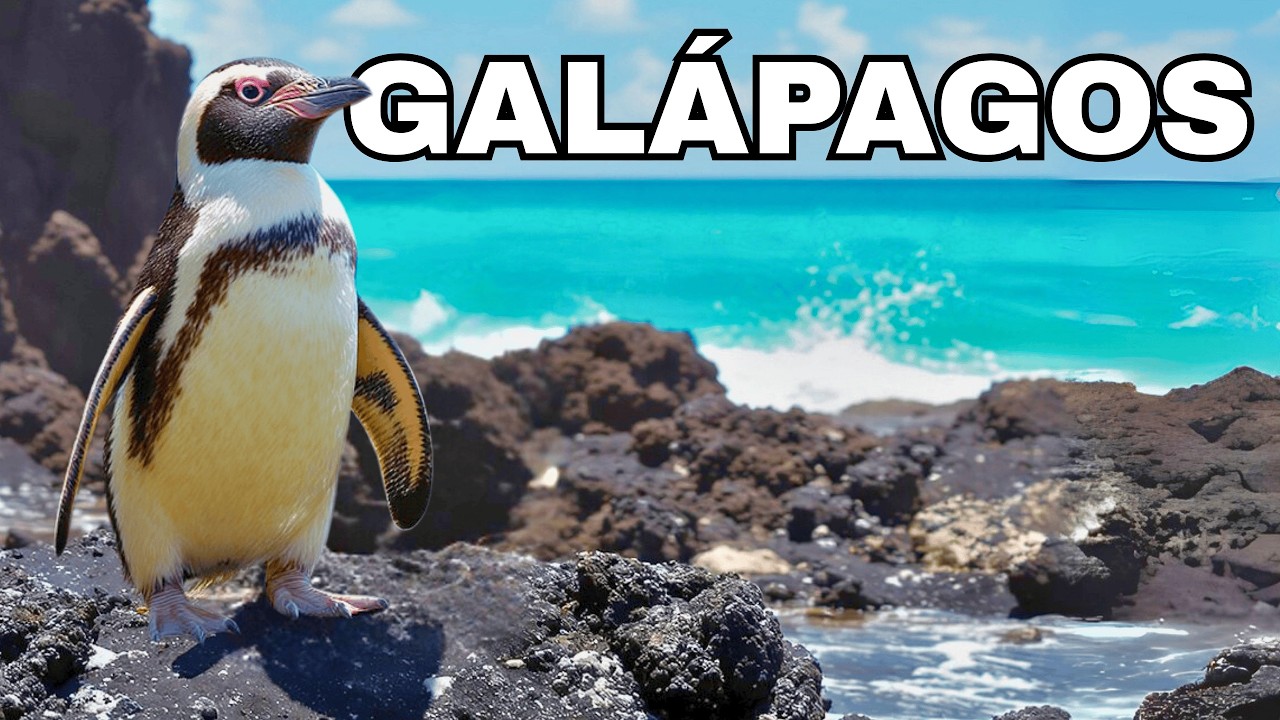 ILHAS GAL&Aacute;PAGOS &ndash; Mist&eacute;rios e Maravilhas da Vida Selvagem - Document&aacute;rio Completo