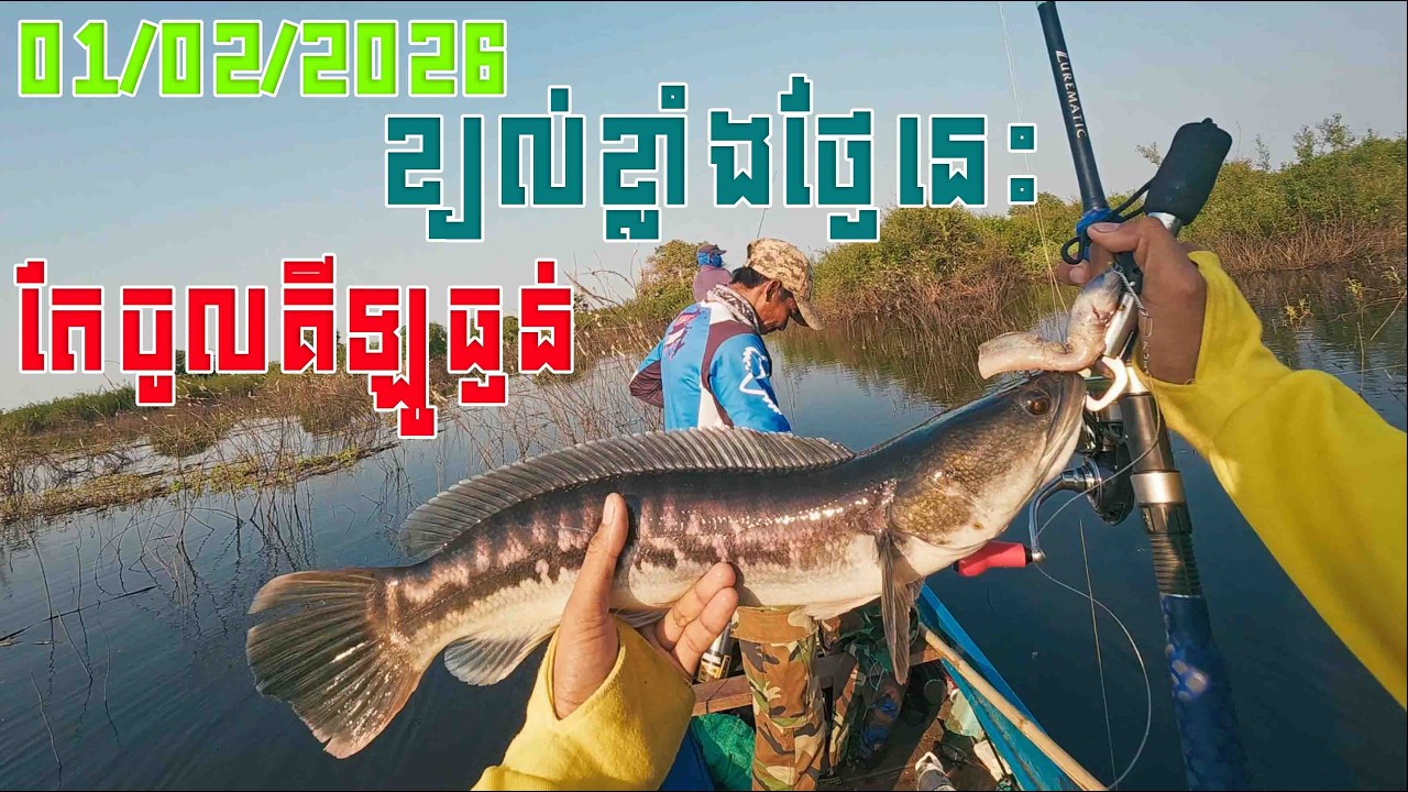 ជើងទី3​|បឹងទន្លេសាប|ខ្យល់ខ្លាំងណាស់​ |Snakehead|FishingSnakeheadAtTonle Sap Lake |31.01.2026