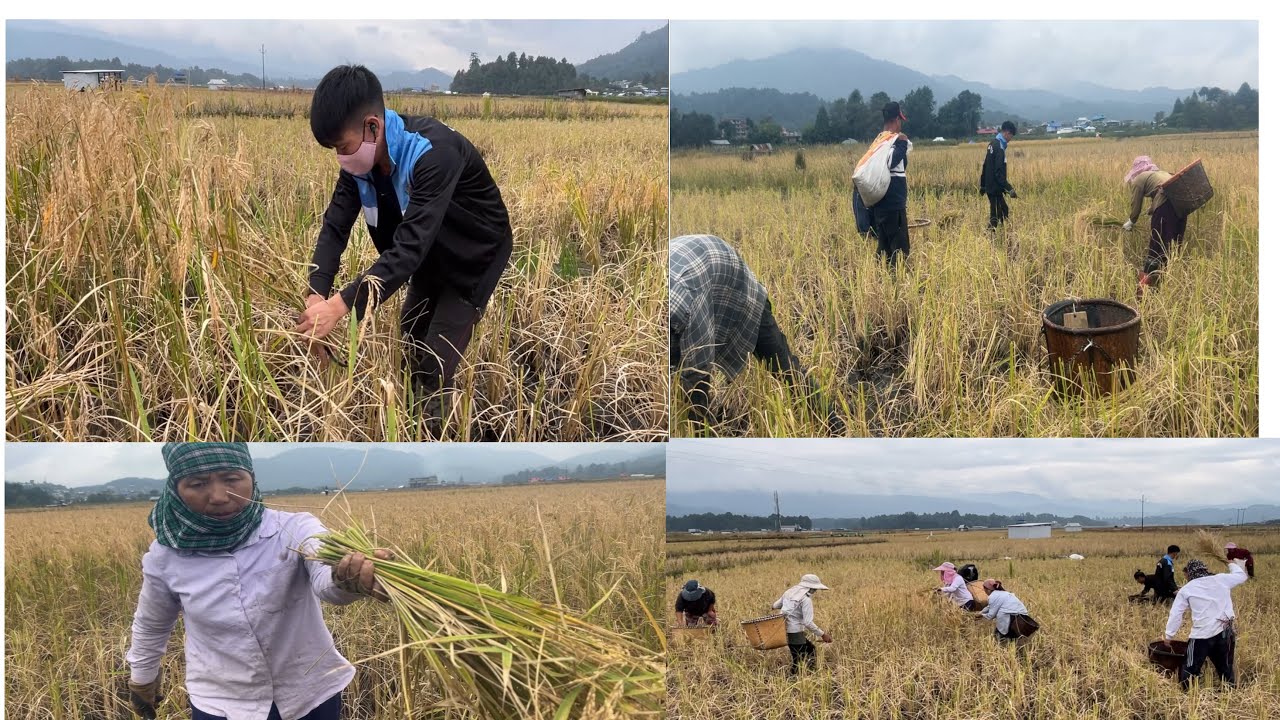 Rice Harvesting🌾🌾🌾 in Ziro Valley