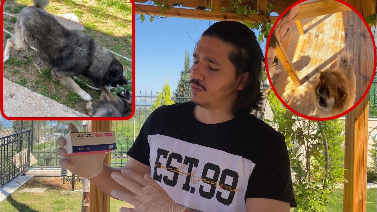 KÖPEKLERİMİN İÇ DIŞ PARAZİTLERİNİ VERİRKEN AZ KALSIN OLAY ÇIKIYORDU!!(UYGUN FİYATLI İÇ PARAZİT HAPI)