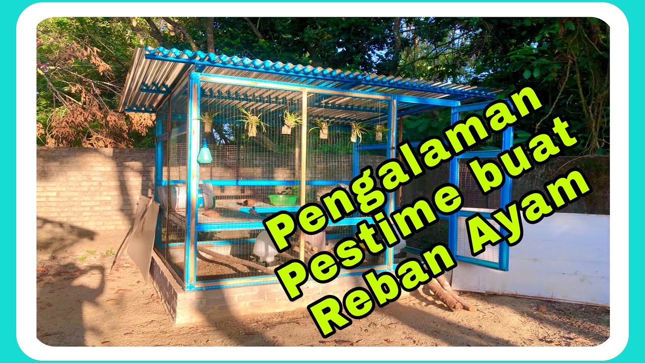 Berkongsi Pengalaman Pertama Kali Membina Reban Ayam Penelur Lohman Brown.