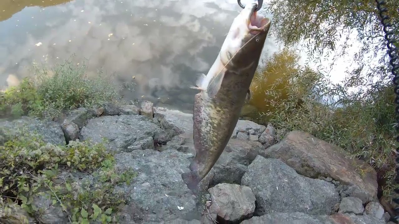 Sakarya Nehri at-çek Yayın Avı  22 10 2025