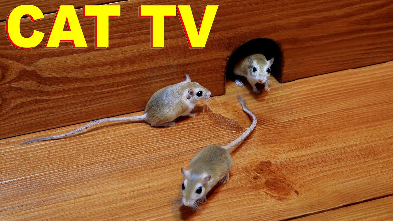 Cat Games | Mice in the Jerry Mouse Hole 🐭 | Hide & Seek | 8 HOUR 🐭 | 4K UHD 60fps