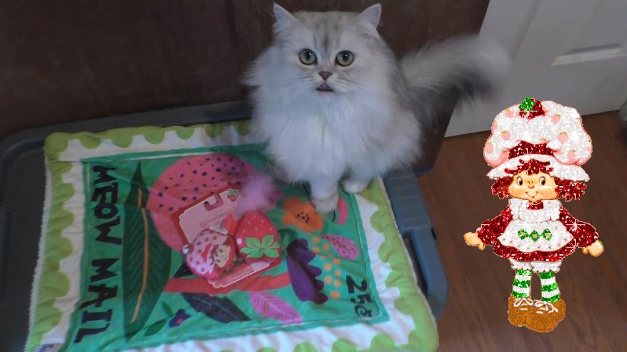 Cats Try Strawberry Shortcake Toys From Five Below! 🍓
