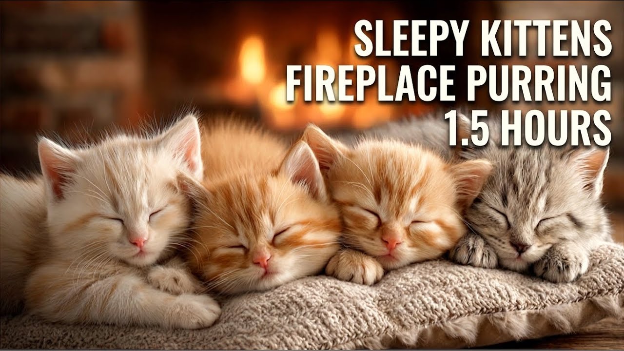 Cozy Fireplace & Purring Kittens for Deep Sleep,Study & Stress Relief #purringcat #sleepsounds #cat