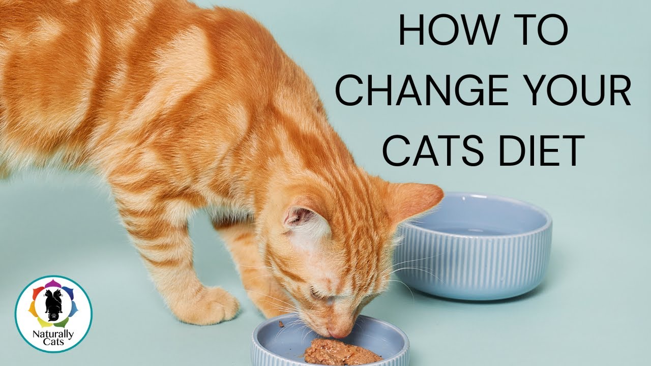 How to Change My Cat’s Food | Two Gentle Methods for a Smoother Transition