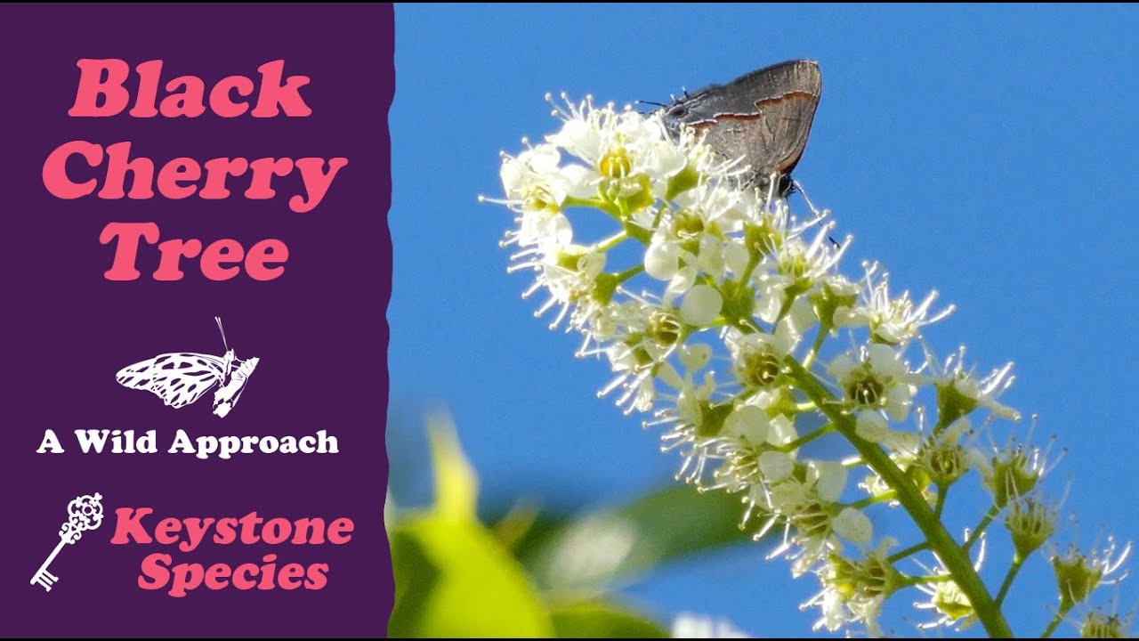 Black Cherry Tree ✿ Prunus serotina