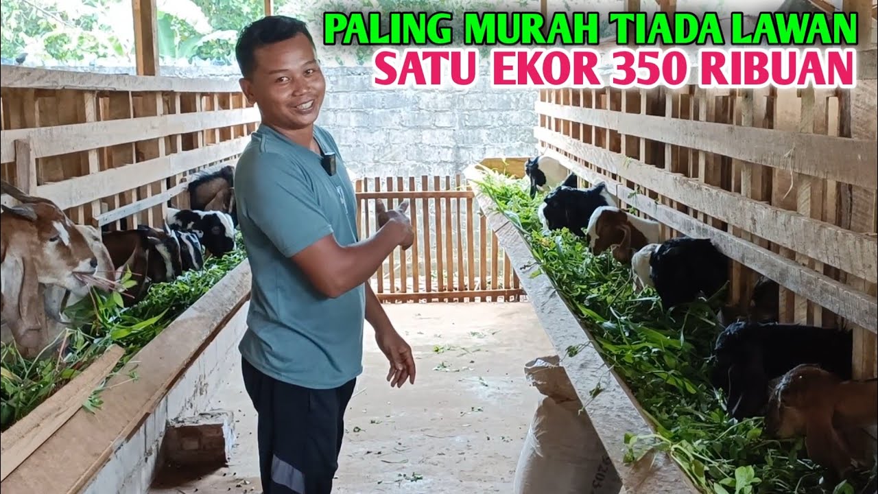 ini Jualan Apa Mau Sedekah, Masak Kambing Segitu Cuma 350 Ribu 