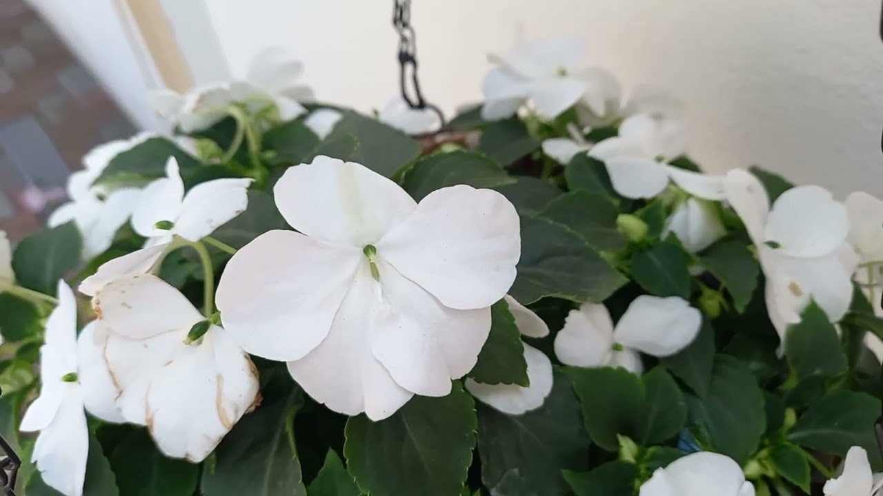 Sporul Casei - cum îl ingrijim pentru a fi plin de flori (el aduce sporul si belsugul)