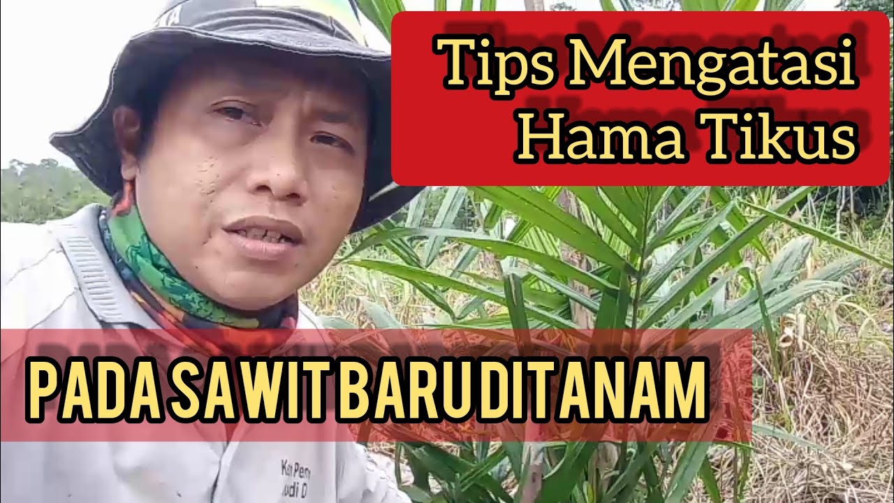 Tips | Cara Mengatasi Hama Tikus Pada Tanaman Sawit Muda