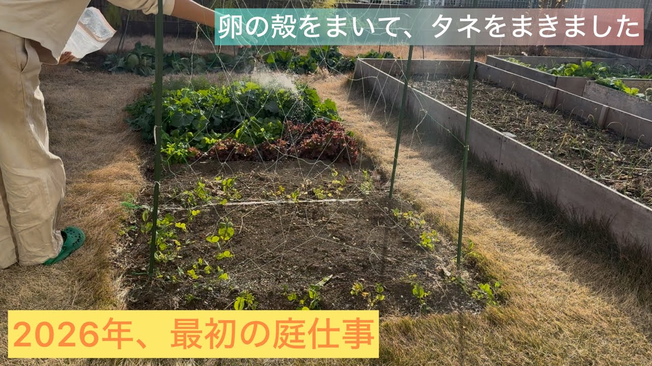 卵の殻を粉砕して撒きました/新年、最初の種まきは茎ブロッコリー/庭の野菜でスパイスカレー/寝正月、食べ正月、運動不足なのでお散歩しました