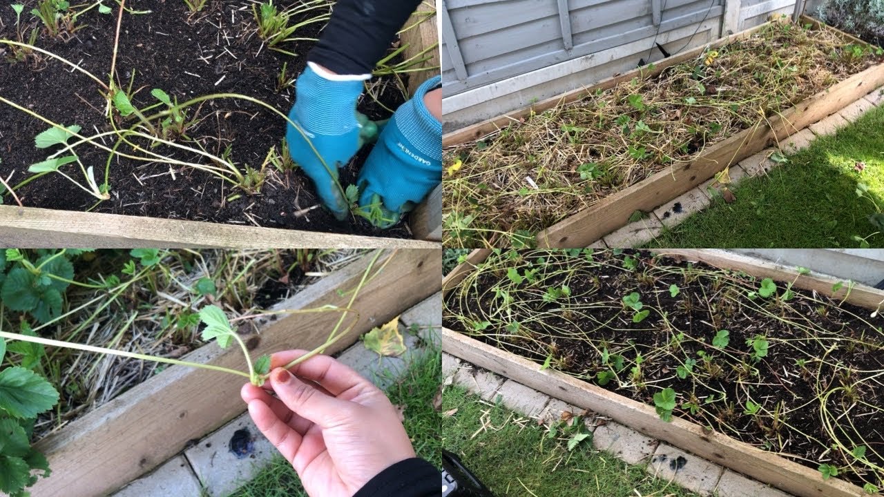 STRAWBERRY BED MAINTAINANCE AFTER FRUITING