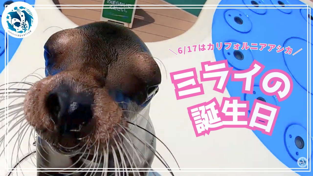 【誕生日】カリフォルニアアシカの「ミライ」4歳の誕生日【サンシャイン水族館】