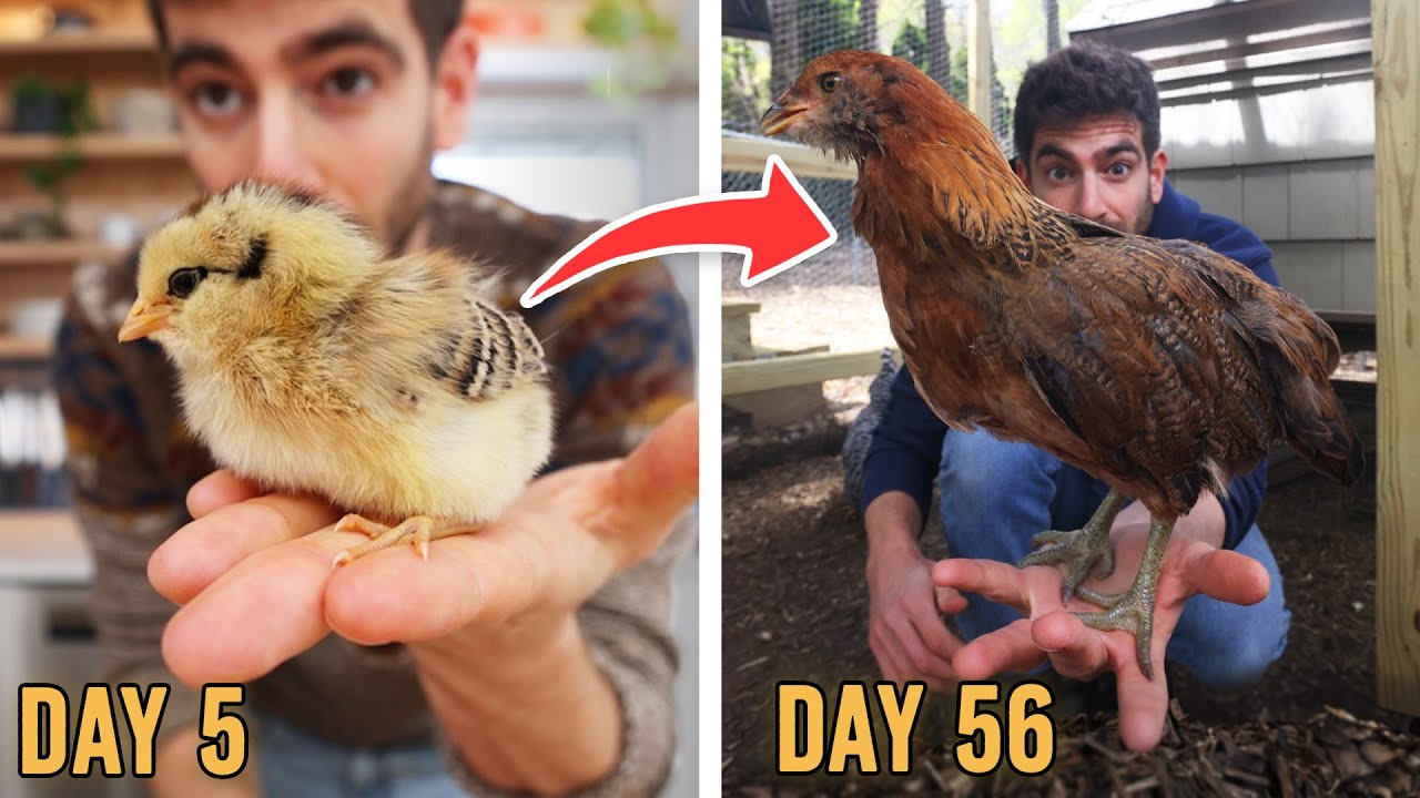 Полное руководство по выращиванию цыплят на 8 недель 🐣