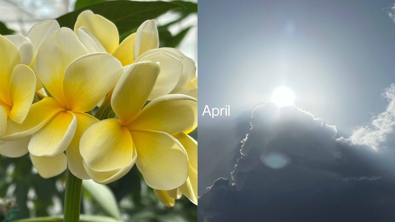 visual diary of april