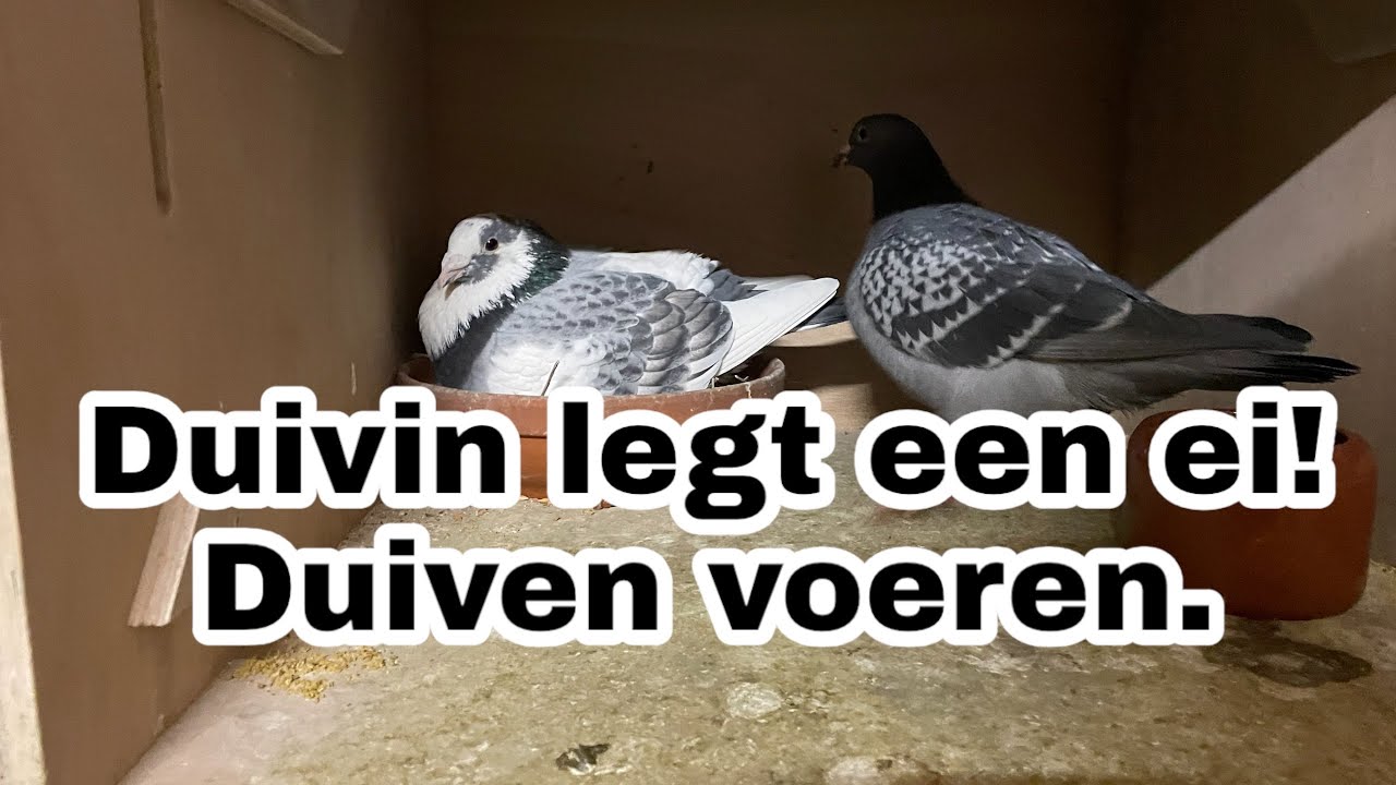Duivin legt een ei! | Duiven voeren | Kweekseizoen 2024 | Postduiven |