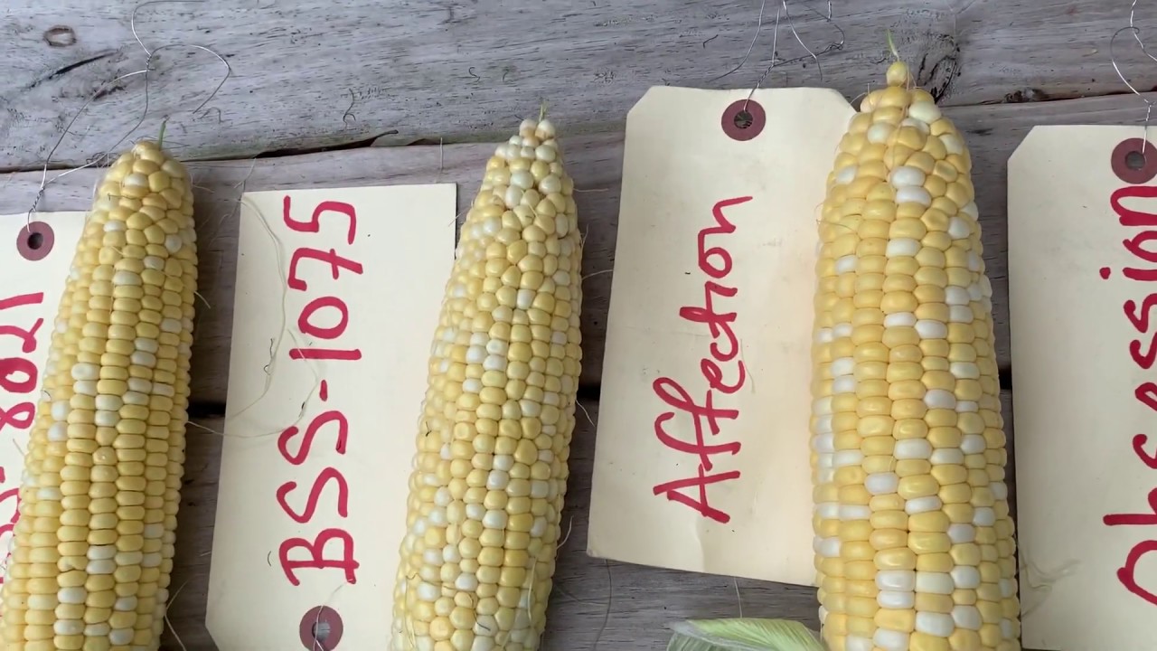 UF/IFAS Sweet Corn Variety Trial_Spring 2020