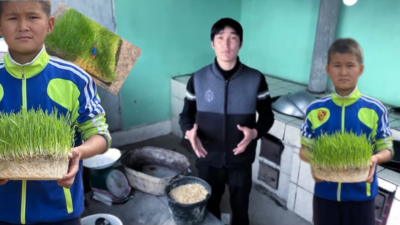 🏘Уй шартында гидропоника остурүү.💁‍♂️Эмнеден баштадым🤫Кантип остүрөсүздөр