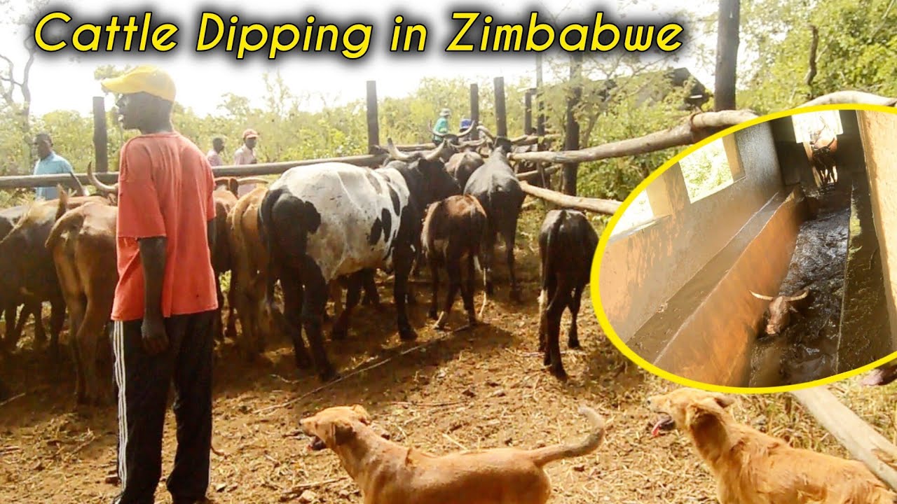 Exposing Secret Practices on Cattle Dipping in the Village.
