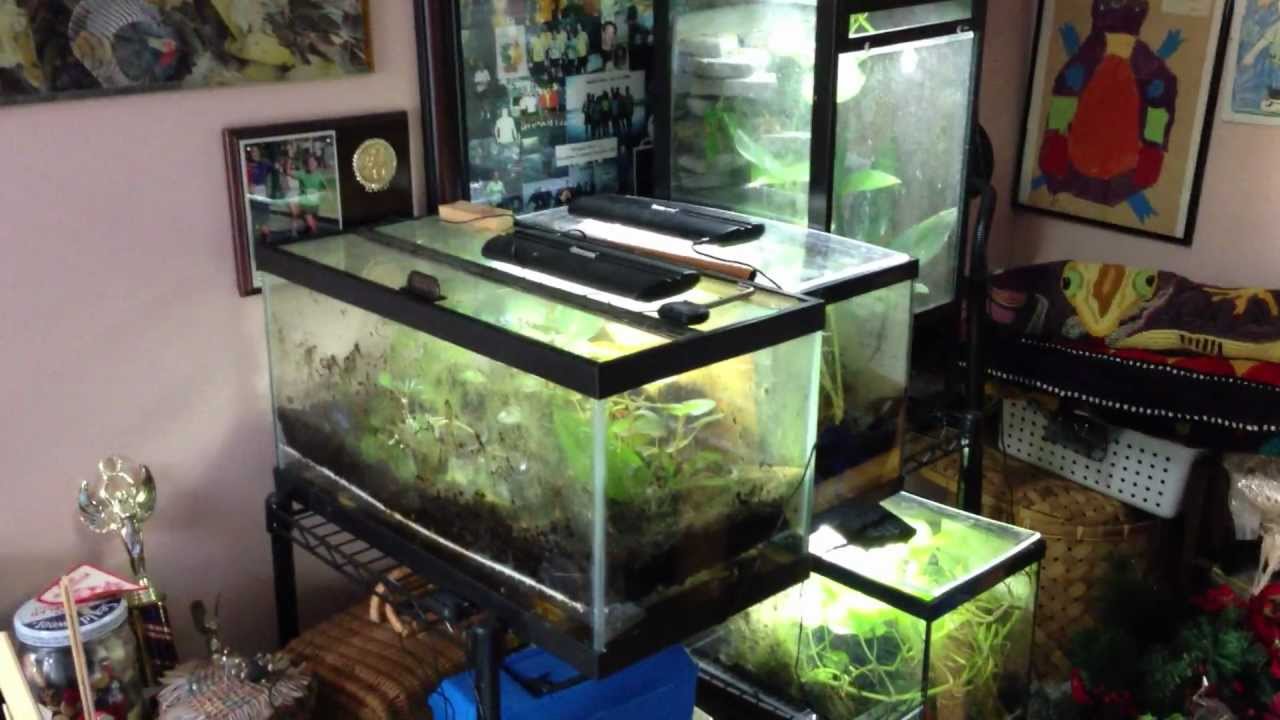 Poison Dart Frog Room Update 1-23-2013