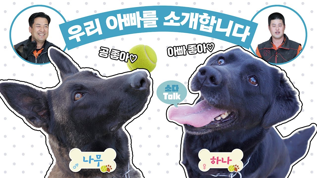 [소다talk] 네 발 달린 영웅 ‘119구조견🐕‍🦺’ 나무ㆍ하나의 아빠를 소개합니다!