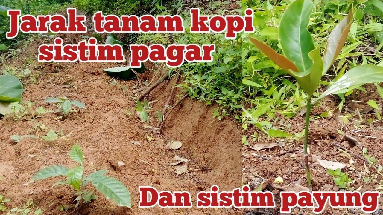 Jarak tanam kopi sistim pagar di lahan mereng