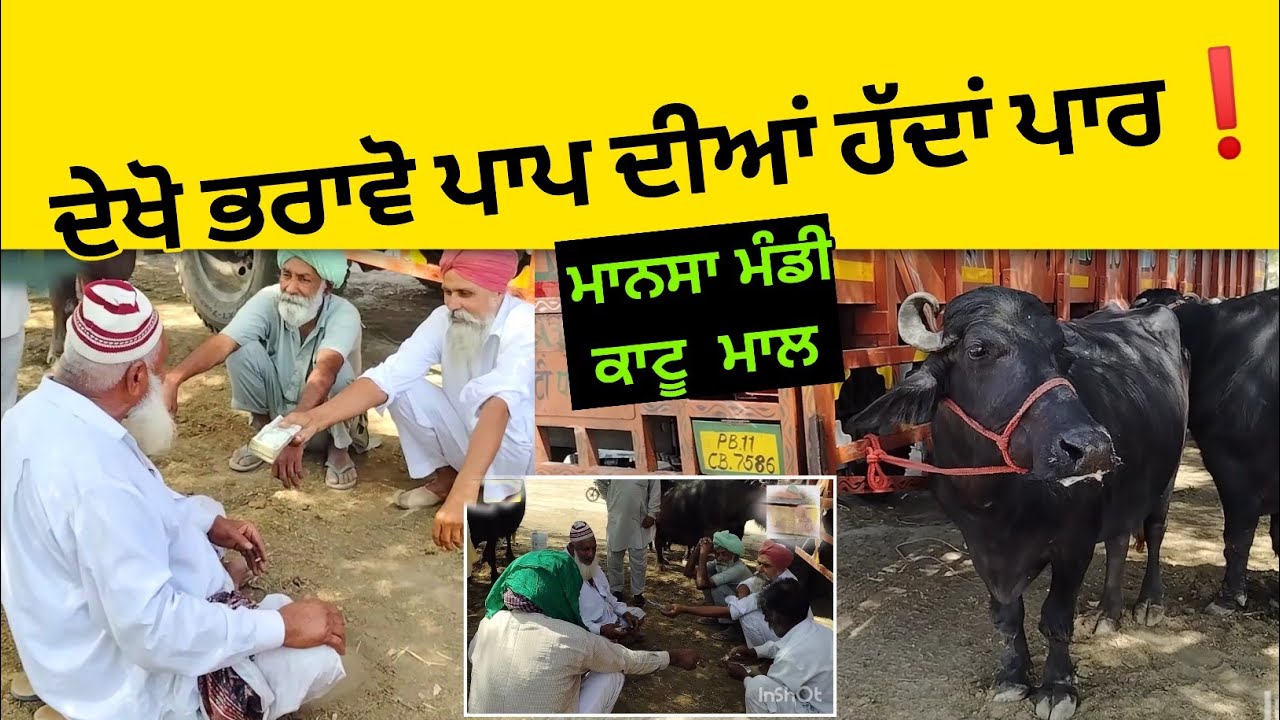 ਦੇਖੋ ਸੱਜਰਾਂ ਦੇ ਵੀ ਕਾਟੂ ਮਾਲ ਵਿੱਚ। ਸੌਦੇ... Mansa #pashumandi