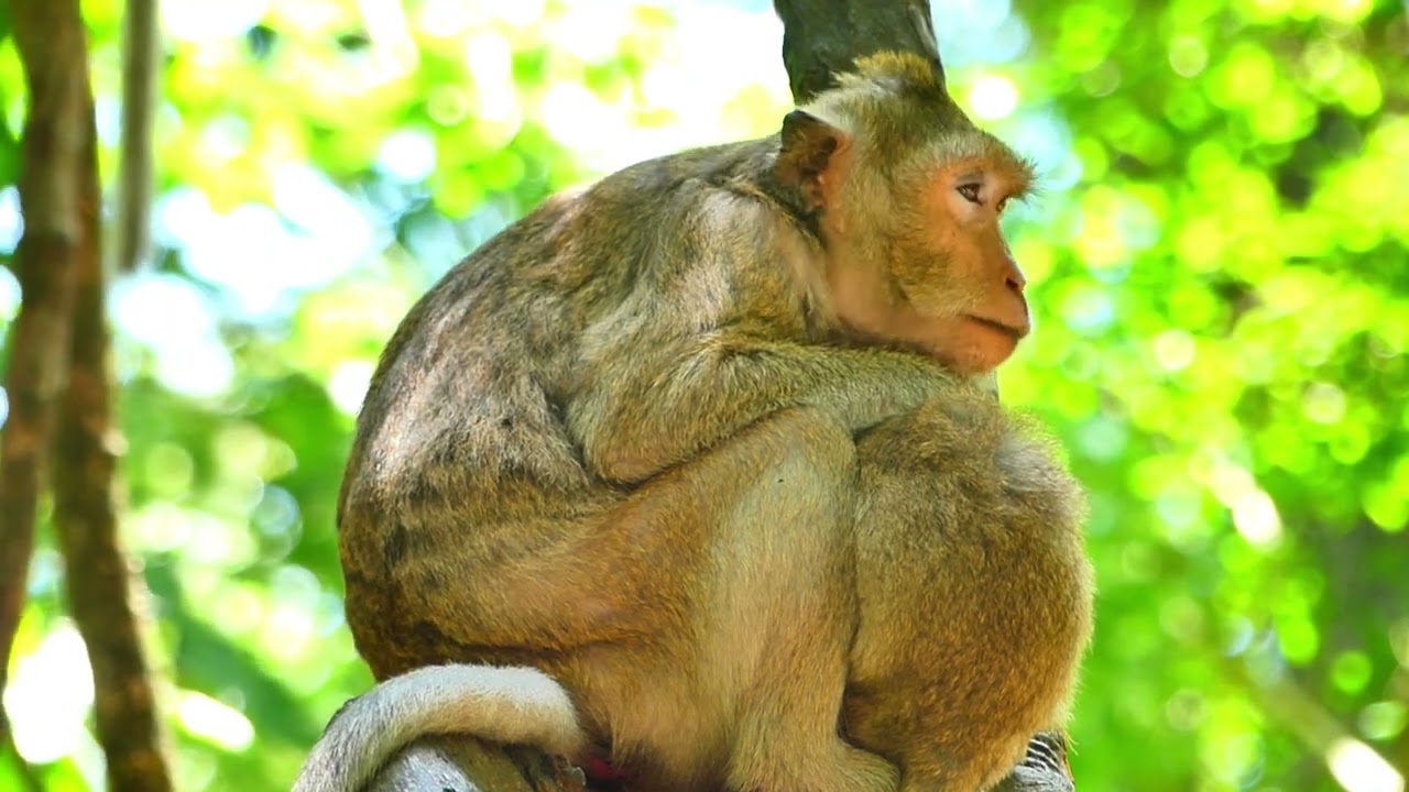 OMG!!! Family in relaxes Home wood, Cute , amazing , for fun monkey daily life difference. 01